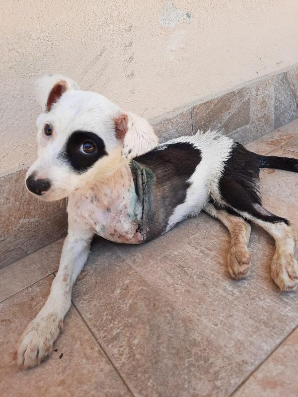  Gerry: Tripodino 3 Mesi Taglia Media 