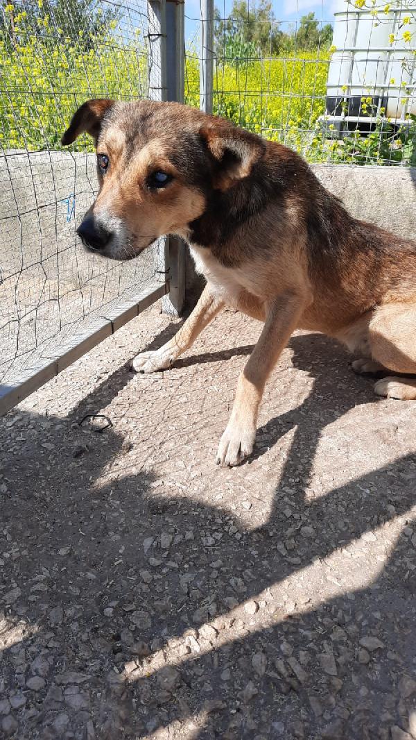 Castello:non Vedente Cucciolone Equilibrato 