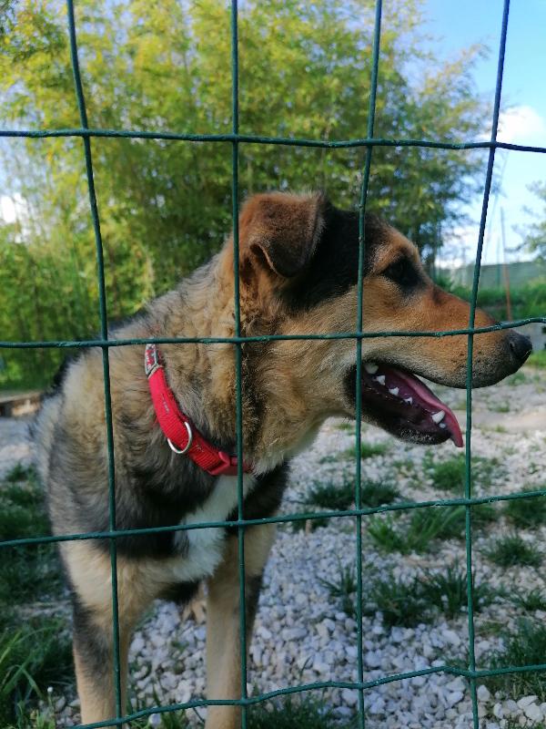 Cucciolone Meticcio Cerca La Sua Mamma