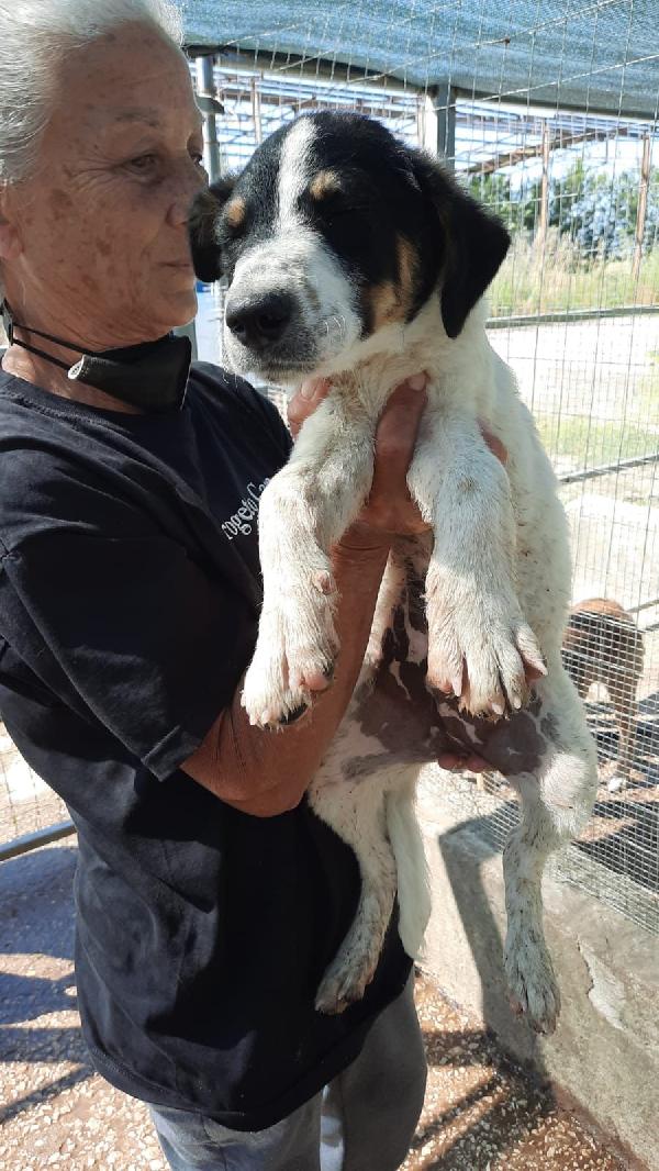  Eolo: 5 Mesi Taglia Media 