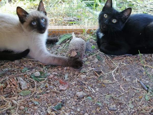 😻Ely Ed Adelaide😻