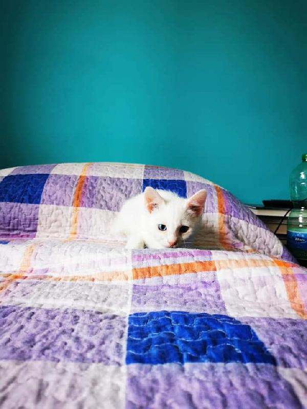 ❄️Piccole Palle Di Neve In Adozione! 😍