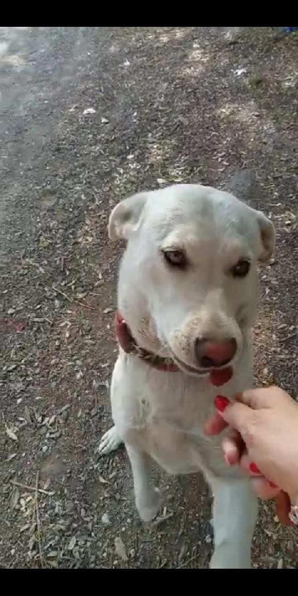 Bianca: Giovane, Equilibrata, Compatibile Con Tutt