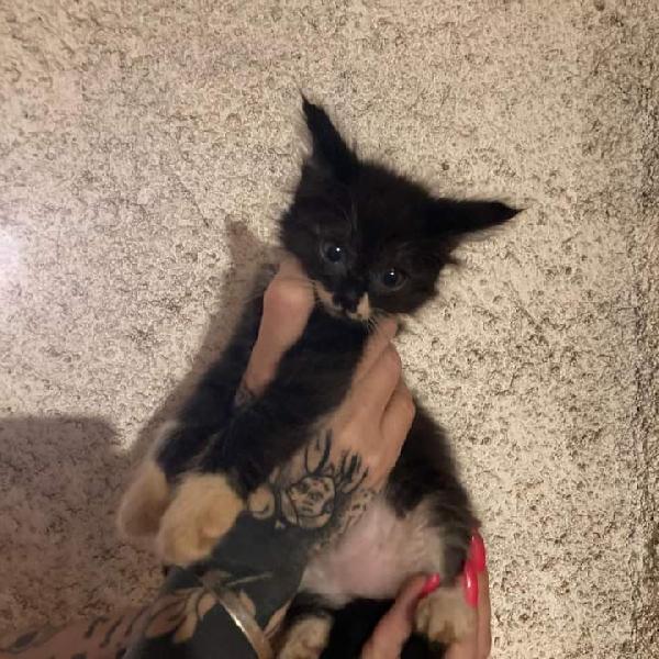 Gattini Cercano Casa!