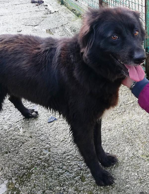 Greta (2015) - La Rinascita Di Un Cane!!!