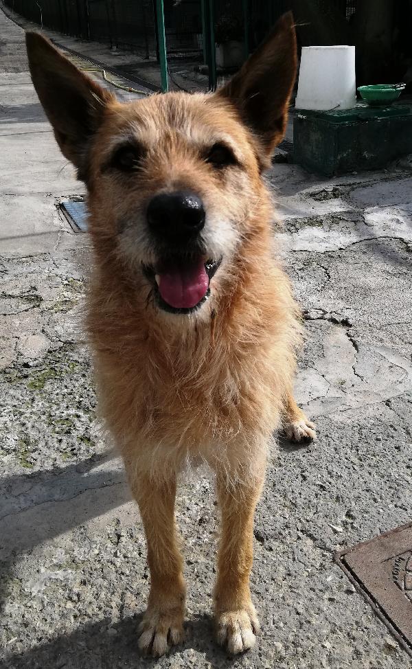 Giulio (2011) - Adozione Del Cuore