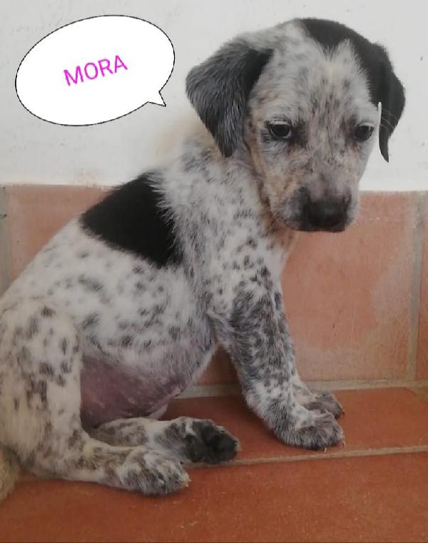  Mora: 2 Mesi Taglia Media Mix Caccia 