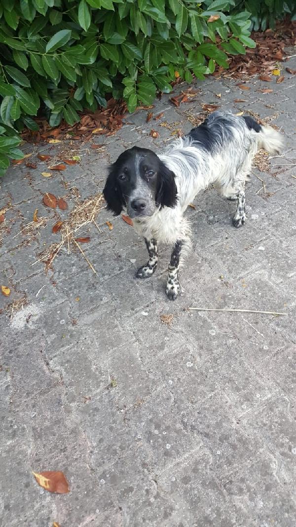  Rodolfo: Giovane Setter Buono Con Tutti 