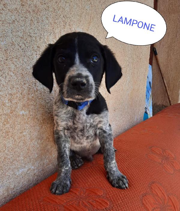 Lampone: 2 Mesi Taglia Media Mix Caccia 