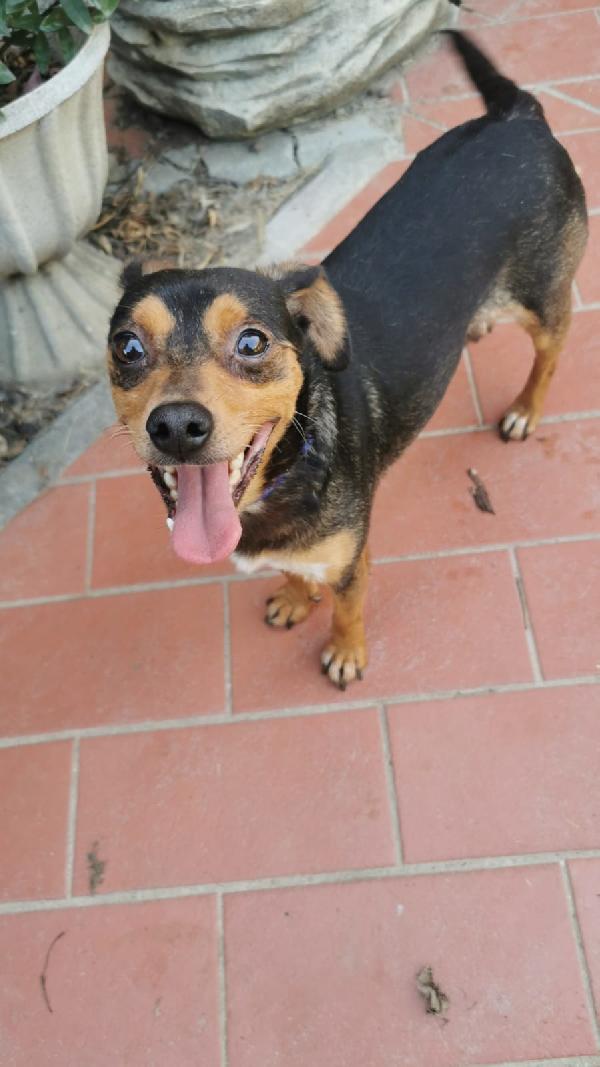 Amy Dolcissima E Stupenda Simil Pinscher