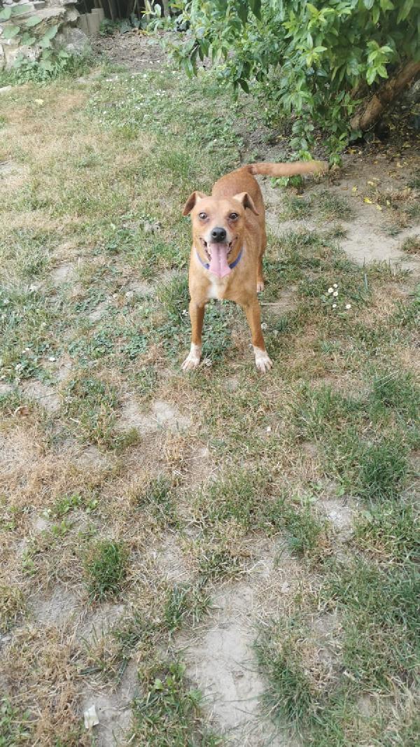 Mike Gioioso E Solare Simil Pinscher