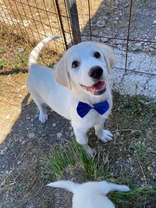 Sebastien,Taglia Grande! (30-40Kg)