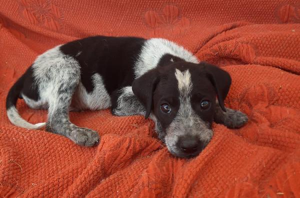  Mandarino: 2 Mesi Taglia Media Mix Caccia 