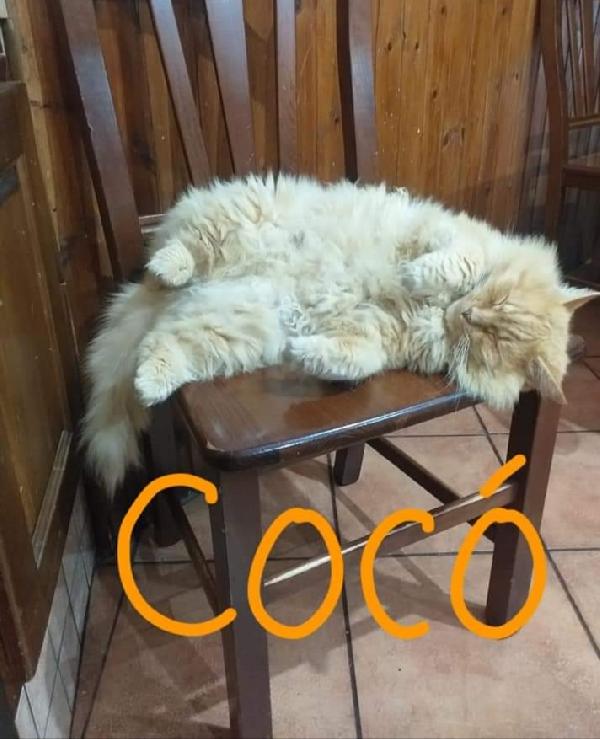  Cocò: Abbandonato, Urgente Adozione O Stallo 