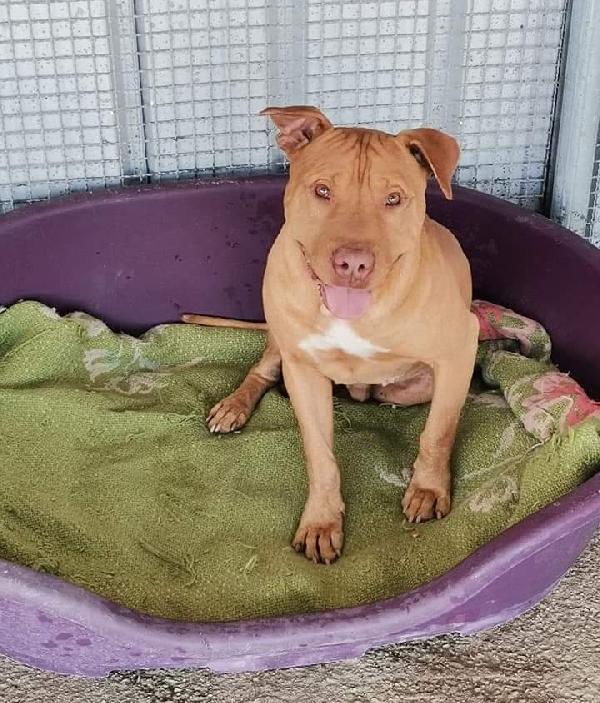  Tiago: Pitbull Rednose 3 Anni 