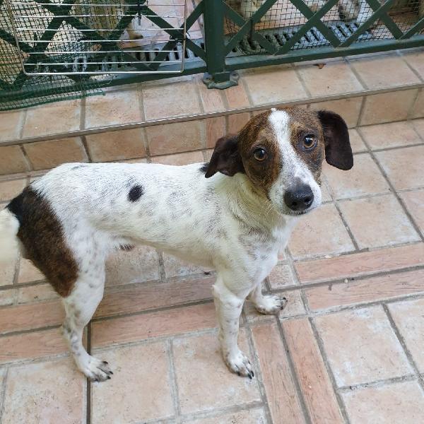  Liam: Cucciolotto Taglia Piccola 