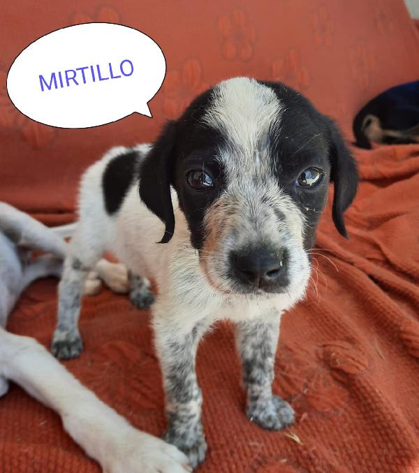 Mirtillo: 2 Mesi, Mix Caccia, Taglia Media 