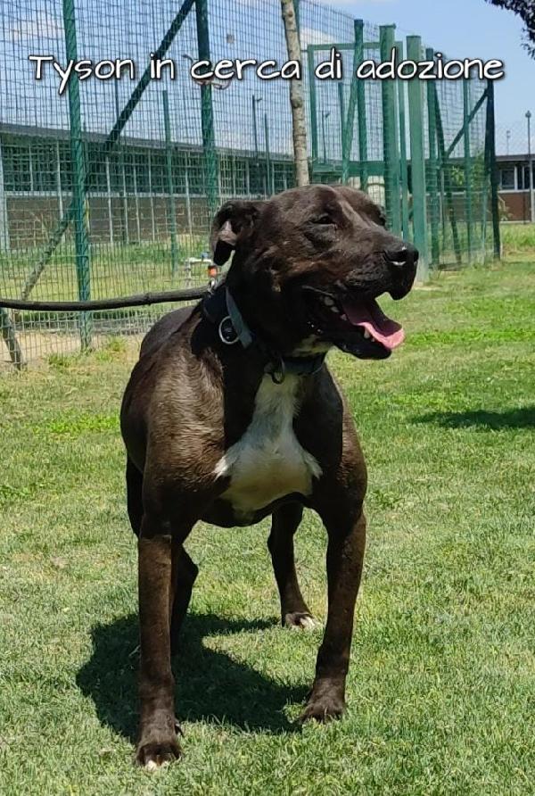 Tyson Pitbull In Adozione