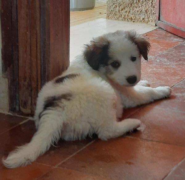  Pallino: 2 Mesi Mix Maremmanino