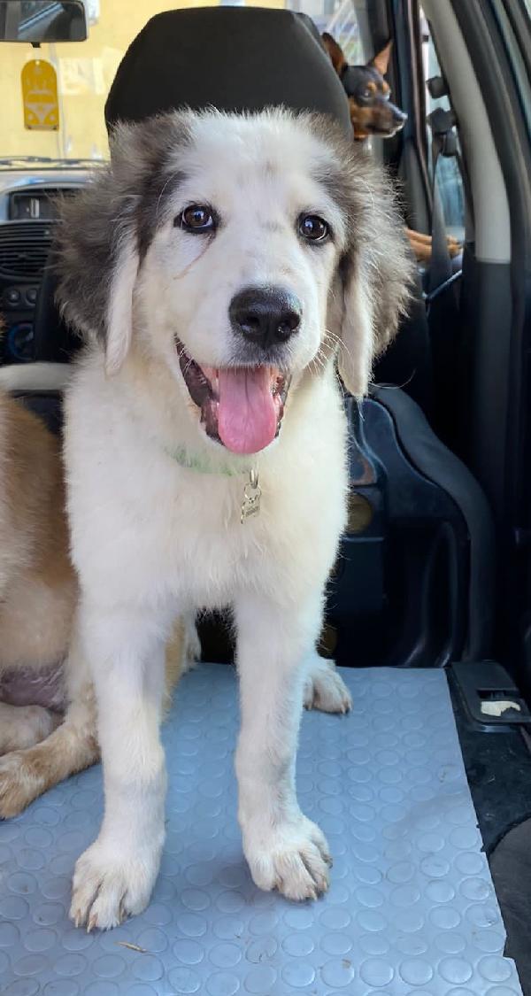 Kobe Stupendo Cucciolo Dolce E Tontolotto 