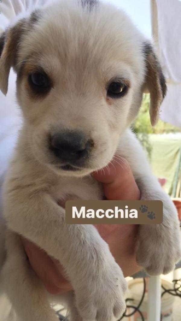 Cuccioli Salvati Dalla Strada In Adozione 