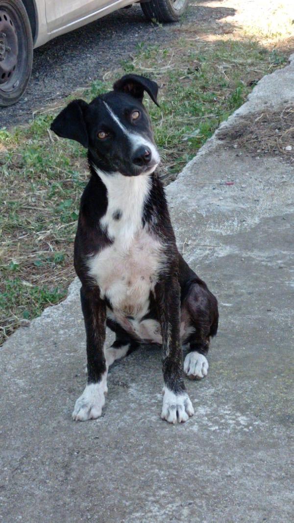 CARLOTTA, cucciola di 5 mesi. Foto 2