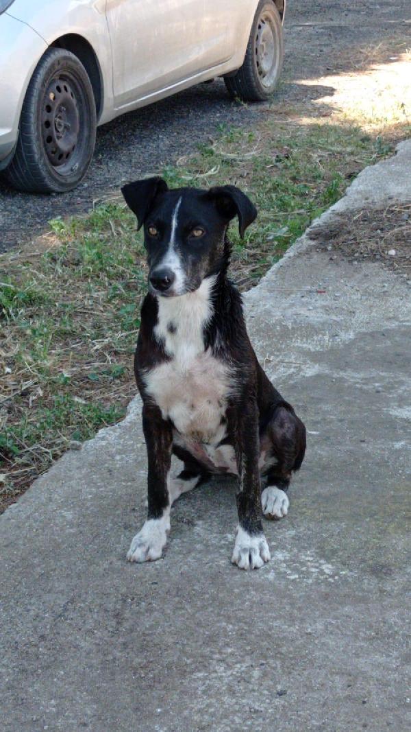 CARLOTTA, cucciola di 5 mesi. Foto 5