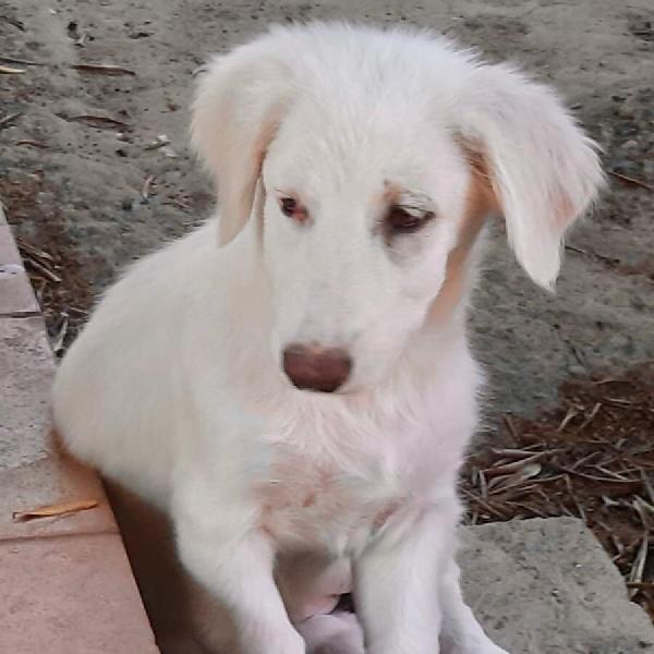 ERIKA, cucciola di 4 mesi Foto 4