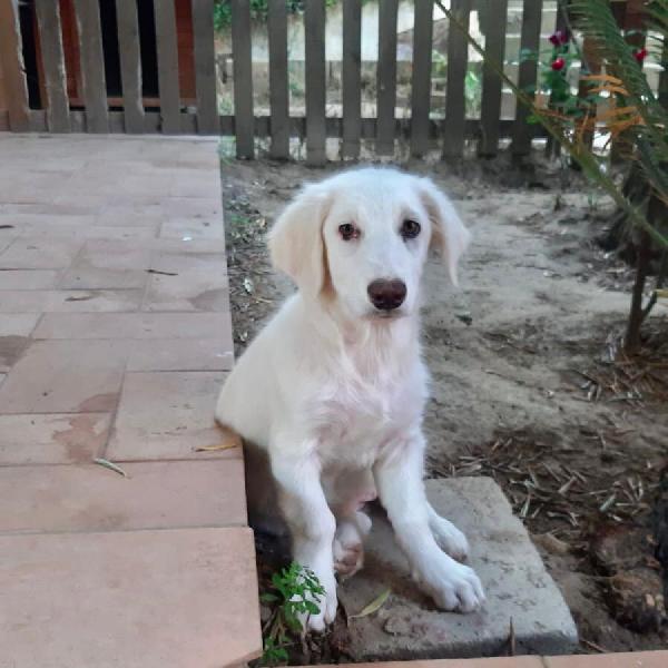 ERIKA, cucciola di 4 mesi Foto 7