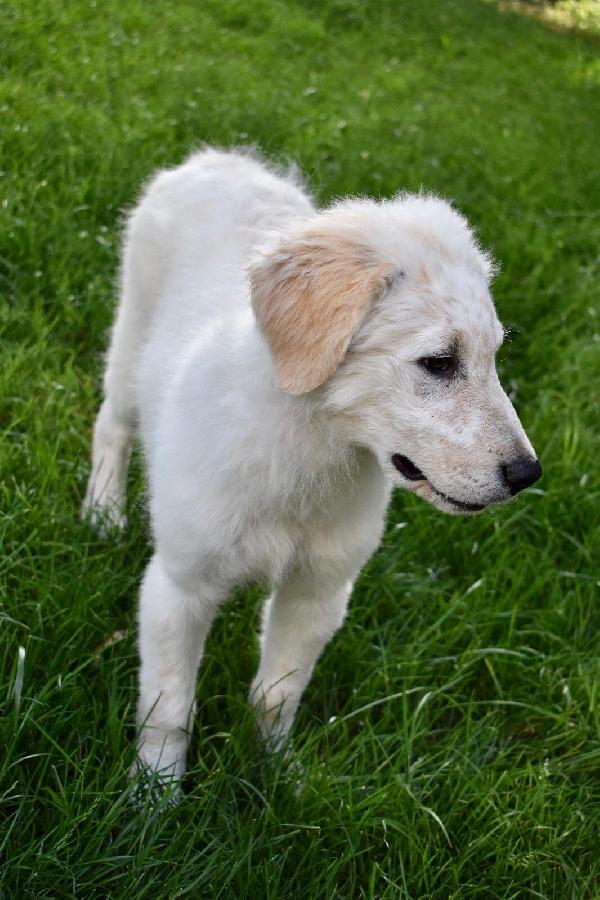 KATNISS, cucciola di 4 mesi. Foto 6