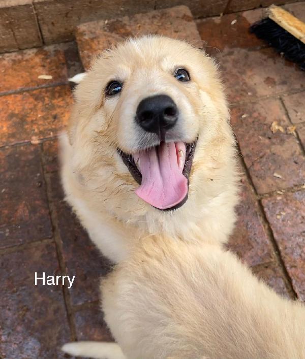 HARRY, cucciolo di 2 mesi Foto 2