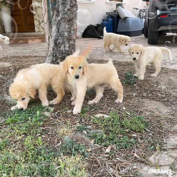 HARRY, cucciolo di 2 mesi Foto 3