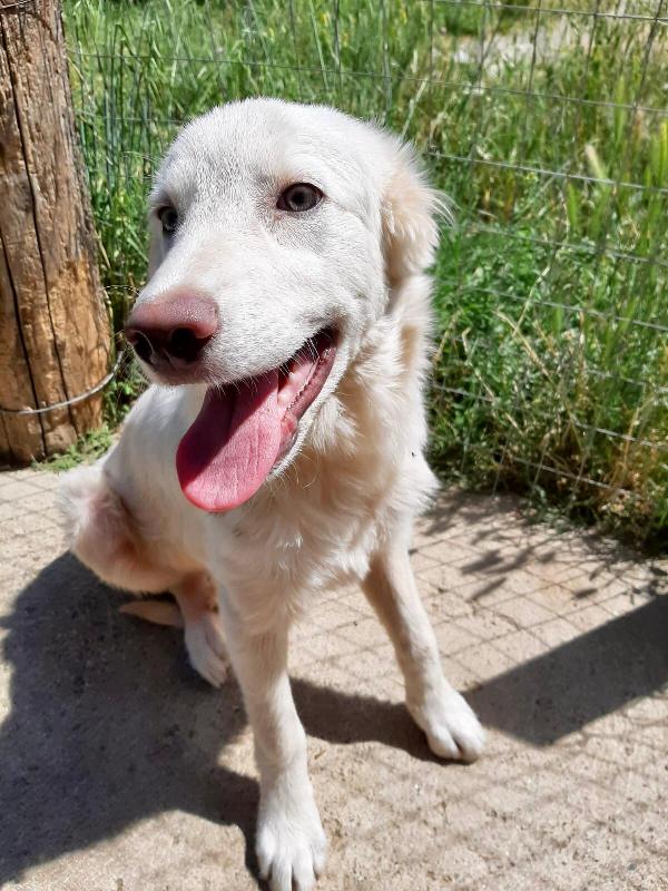 RUBINO, cucciolo di 3 mesi Foto 6