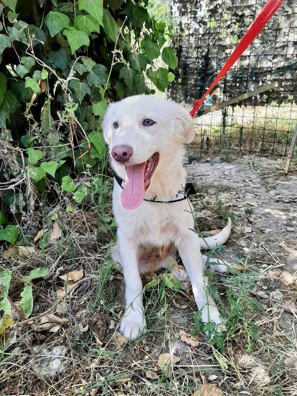 RUBINO, cucciolo di 3 mesi Foto 7