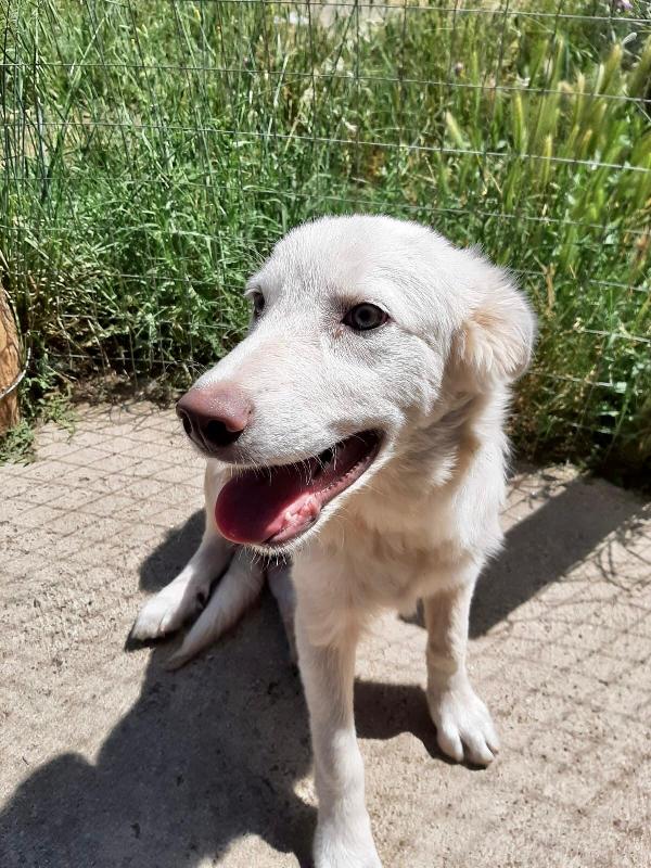 RUBINO, cucciolo di 3 mesi Foto 8