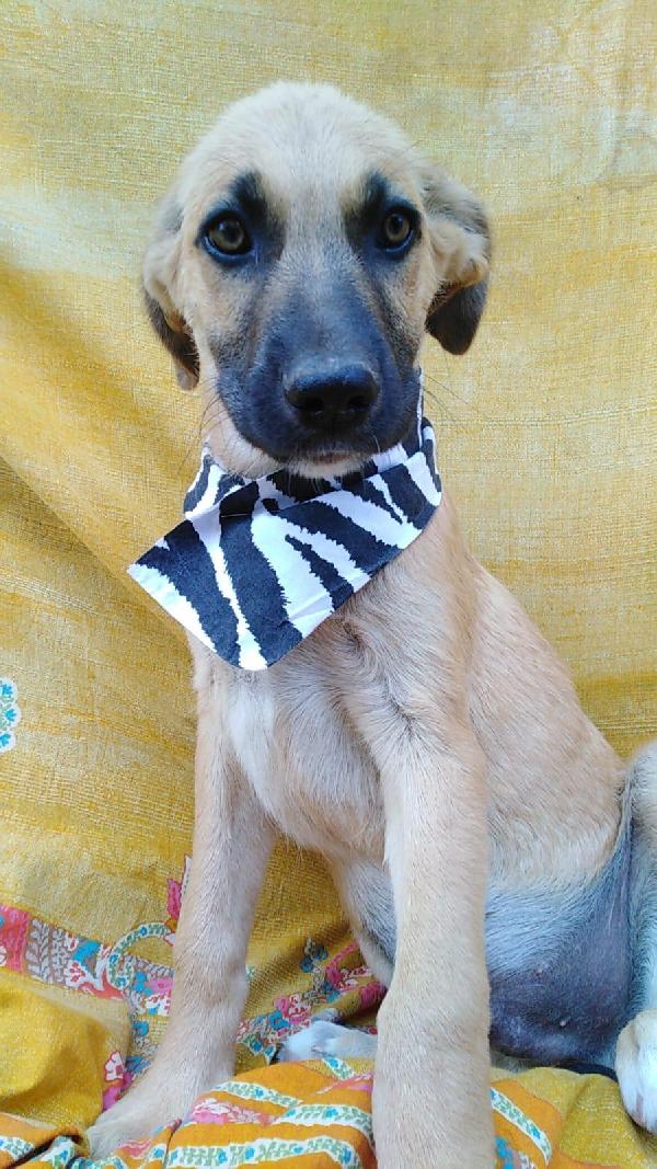 PEPERONCINO,  cucciolo di 3 mesi Foto 6