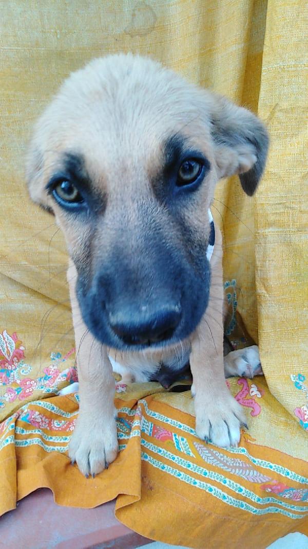 PEPERONCINO,  cucciolo di 3 mesi Foto 7