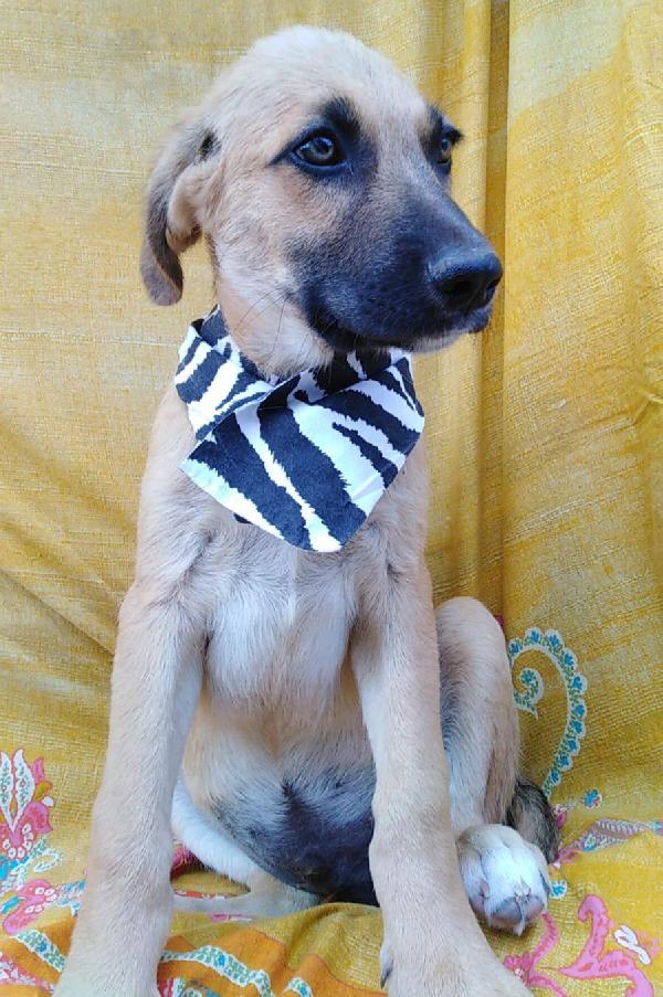 PEPERONCINO,  cucciolo di 3 mesi Foto 8