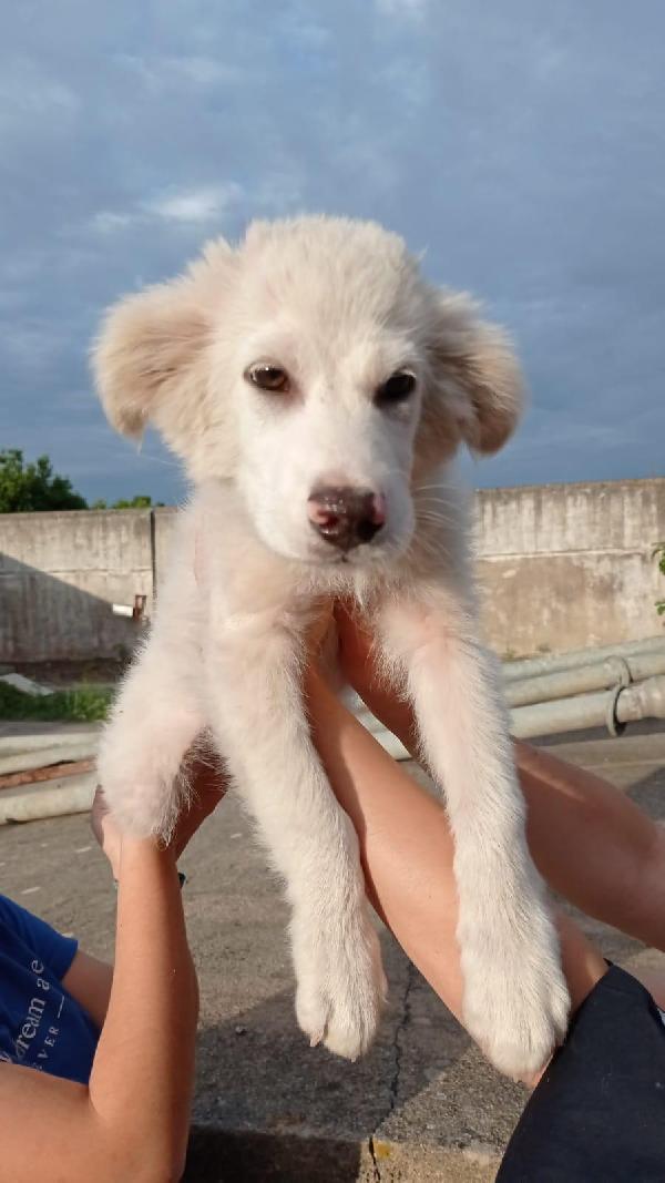 TOBIA, cucciolo di 3 mesi Foto 4