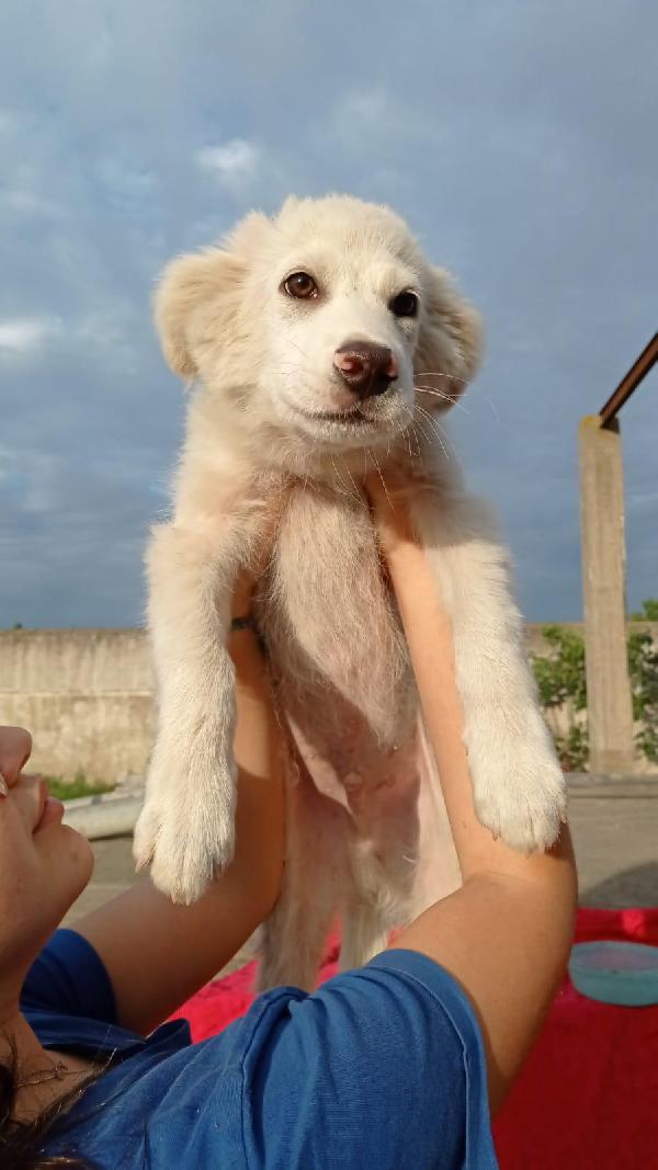 TOBIA, cucciolo di 3 mesi Foto 5