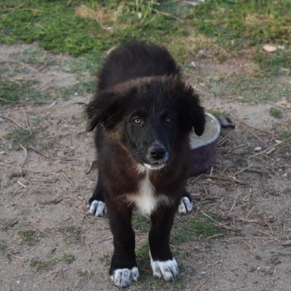 LINDA, cucciola di 3 mesi. Foto 2