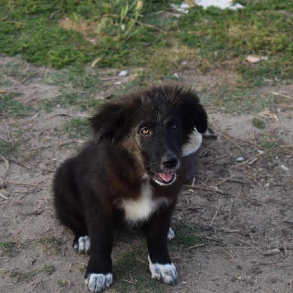 LINDA, cucciola di 3 mesi. Foto 6