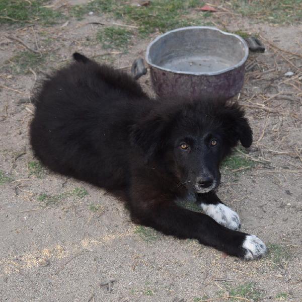 LINDA, cucciola di 3 mesi. Foto 8