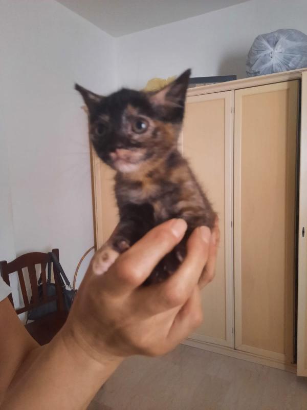 Gattini 2 Mesi Cercano Adozione O Stallo 