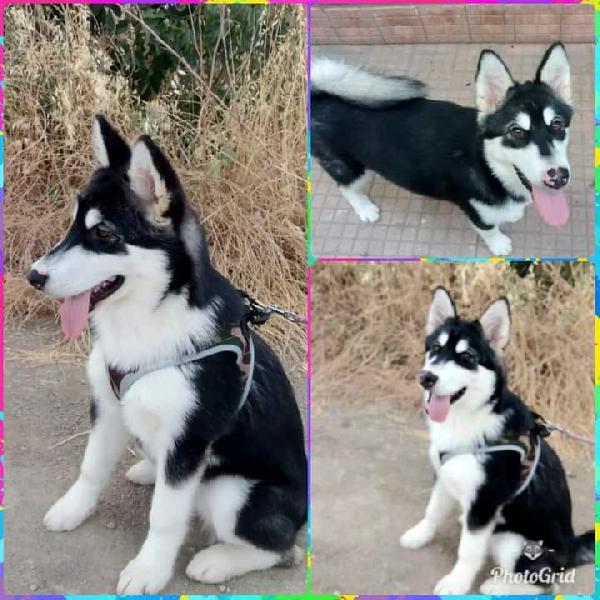 Lyuba, Alaskan Malamute!