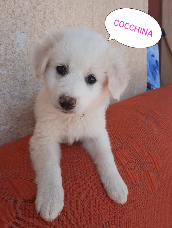 Cocchina: 2 Mesi Taglia Media 