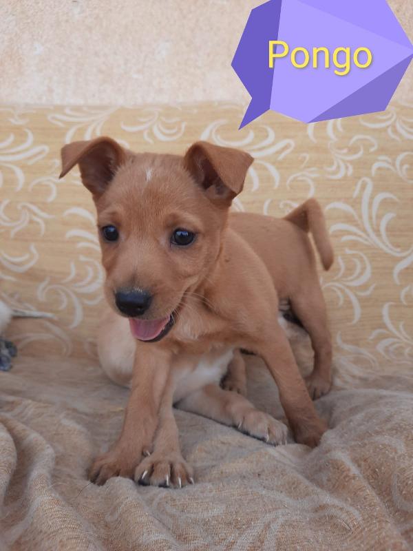  Pongo: Cucciolo Taglia Piccola 