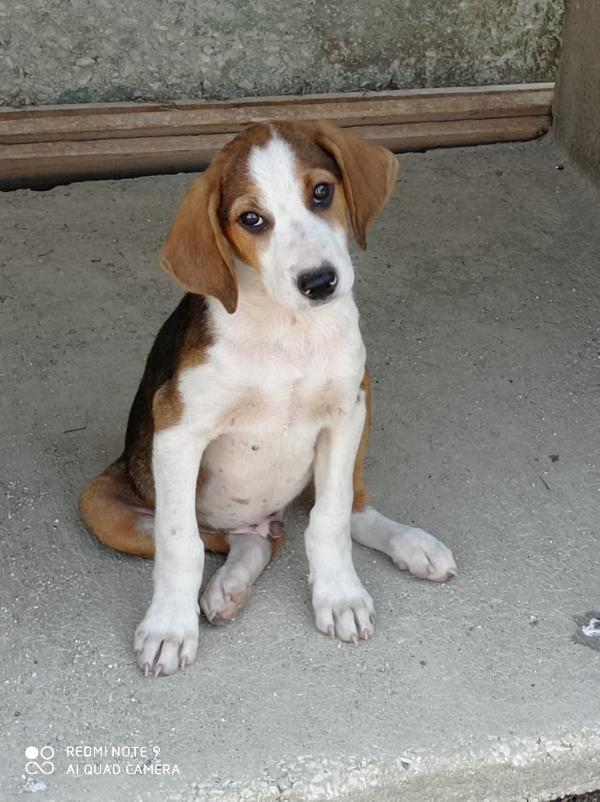  Tobia: 3 Mesi Taglia Media 