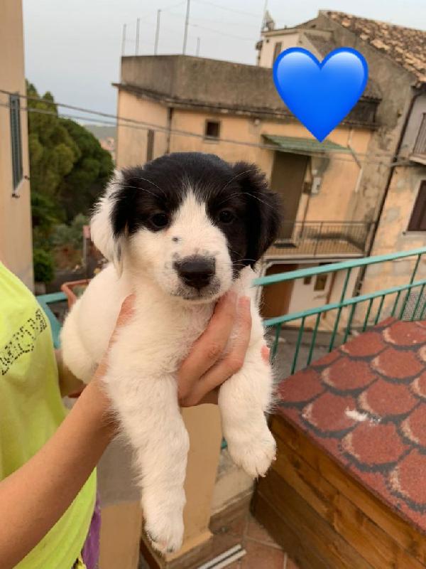 Cucciolo taglia medio piccola  Foto 2