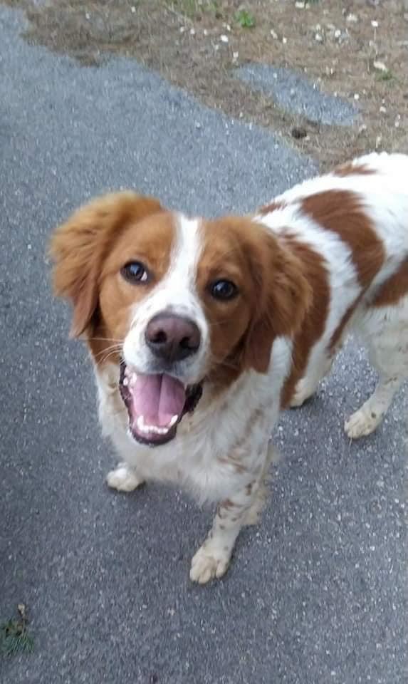 Marley Rischia Il Canile 